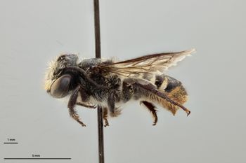 Media type: image;   Entomology 786003 Aspect: habitus lateral view